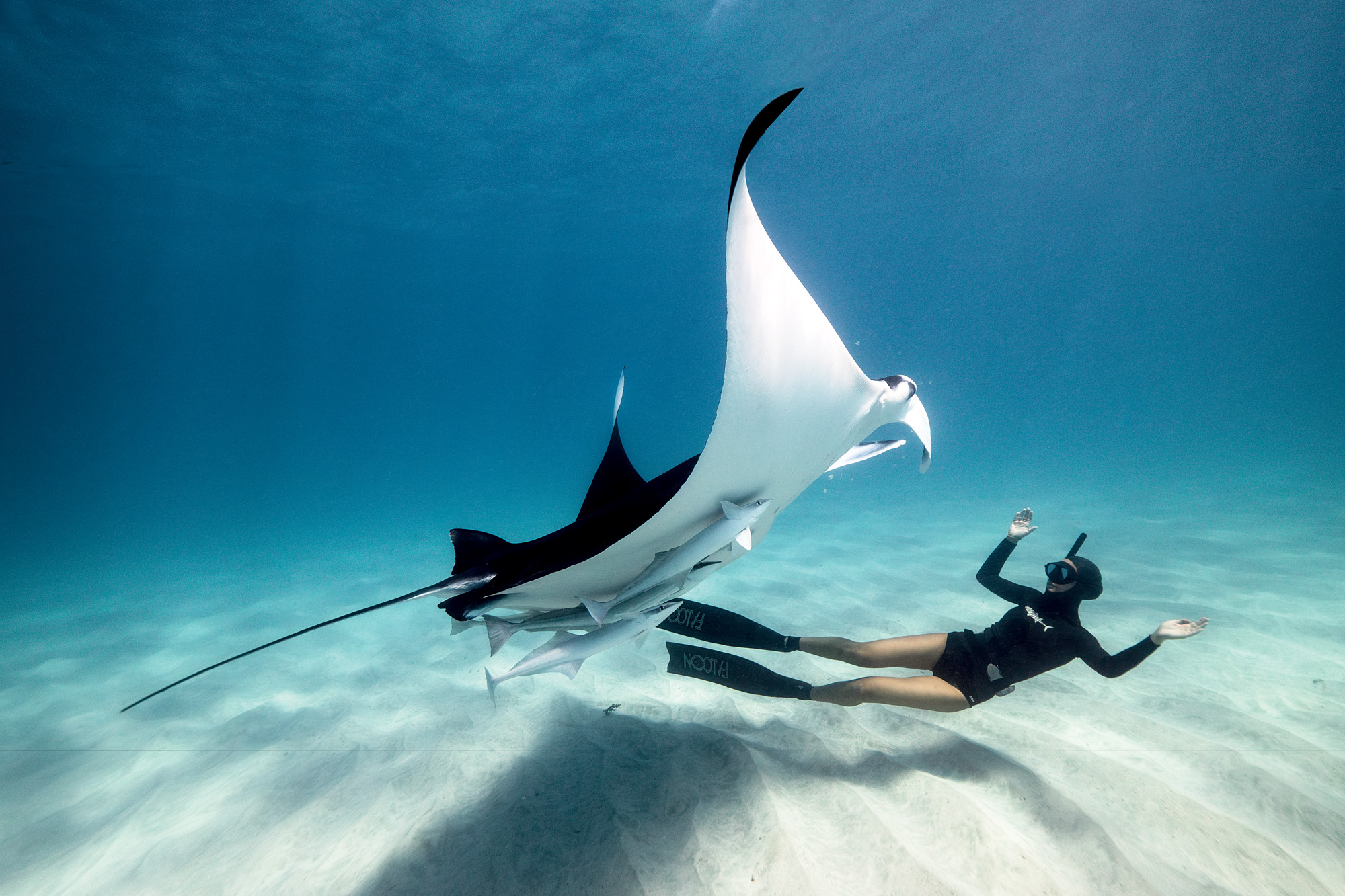 Manta Ray Dance